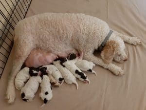 Luna ed i suoi 7 cuccioli