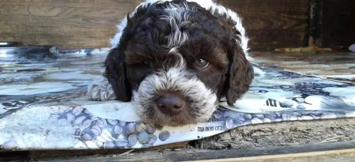 Il Lagotto Romagnolo soffre il caldo?